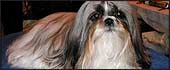 Crufts 2004