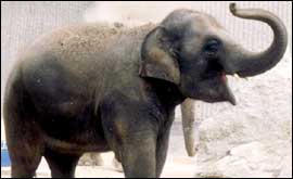 elephant