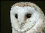 Barn Owl face