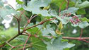 Acer campestre