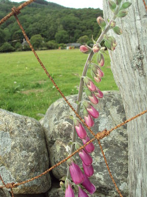 beauty barred