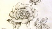 Rose in pencil... Rose in pencil...