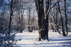 Loughton Camp