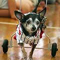 Wheely Willy
