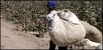 cotton203x100.jpg