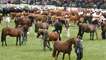 The main ring taken over by winning horses