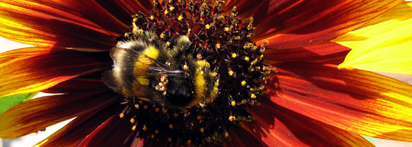 beeforweb.jpg