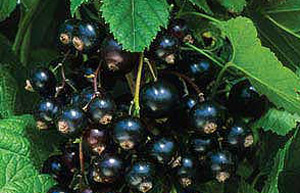 Blackcurrants