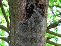 Toxic caterpillars