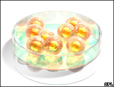 Stem cells