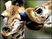 A baby giraffe