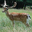 Deer (Image: c/o Chris Packham)
