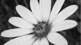 Black and White... Black and White...