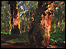 Two old oaks by Nic Broomhead