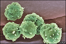 stem cells