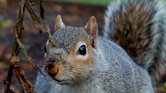 Squirrel on Cuckoo...