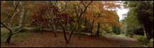 Trees in autumn