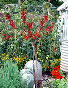 standard_redcurrant.jpg