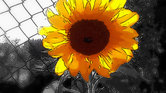 The Sunflower.... The Sunflower....