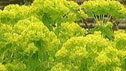Euphorbia palustris