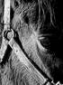 'Horse' by Conor Bryce