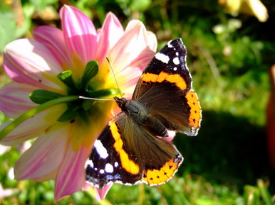 Butterfly