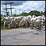 Vacas