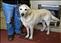 "Unwin" is Paddy's 4th guide dog