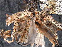 10kittens_203.jpg