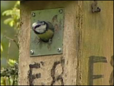 Bird in a box