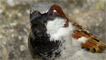 A house sparrow by Keith Moseley