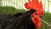 'Scottish Dumpy' hen