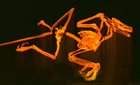 The dinosaur that fooled the world