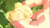 Rose as white...