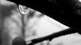 Rain Drop Rain Drop
