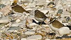 Ringed plovers. Photo: Brian Mottershead