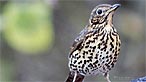 Mistle thrush. Photo: Kati Elizabeth