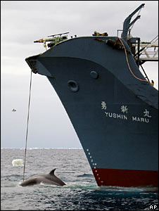 Whaling_boat