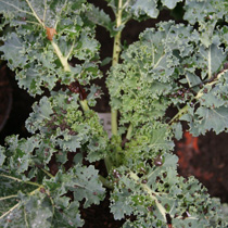 Kale