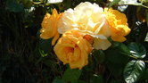 Flowers in summer... Flowers in summer...