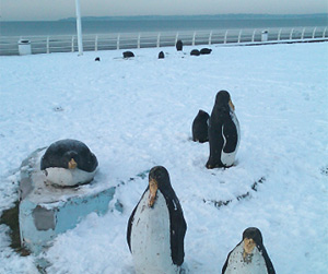 concrete penguins on Aberavon sea front by Susan llewellyn