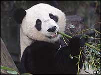 panda