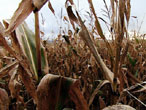 Maize maze