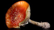 fungi