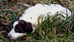 Spaniel dog