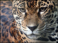 Tigre na Amazônia