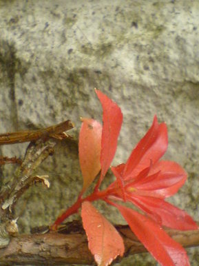 Flower x