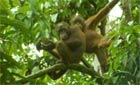 Wildfacts