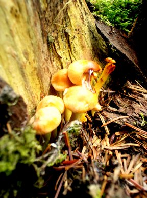 Magic mushrooms