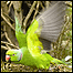 Imagem: James Morgan/Durrell Wildlife